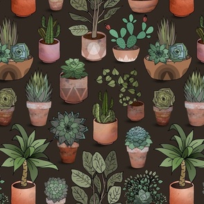 Desert Plants in Terra Cotta Pots 