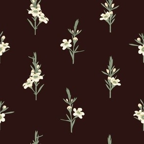 Large Australian Native Geraldton Wax White Flowers with Tamarind Brown Background