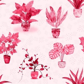 Garden of Magenta Pot Plants