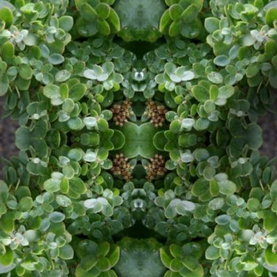 Green Succulents_0377