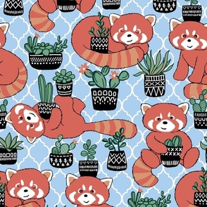 Red Panda & Potted Succulent Party on Sky Blue - custom request