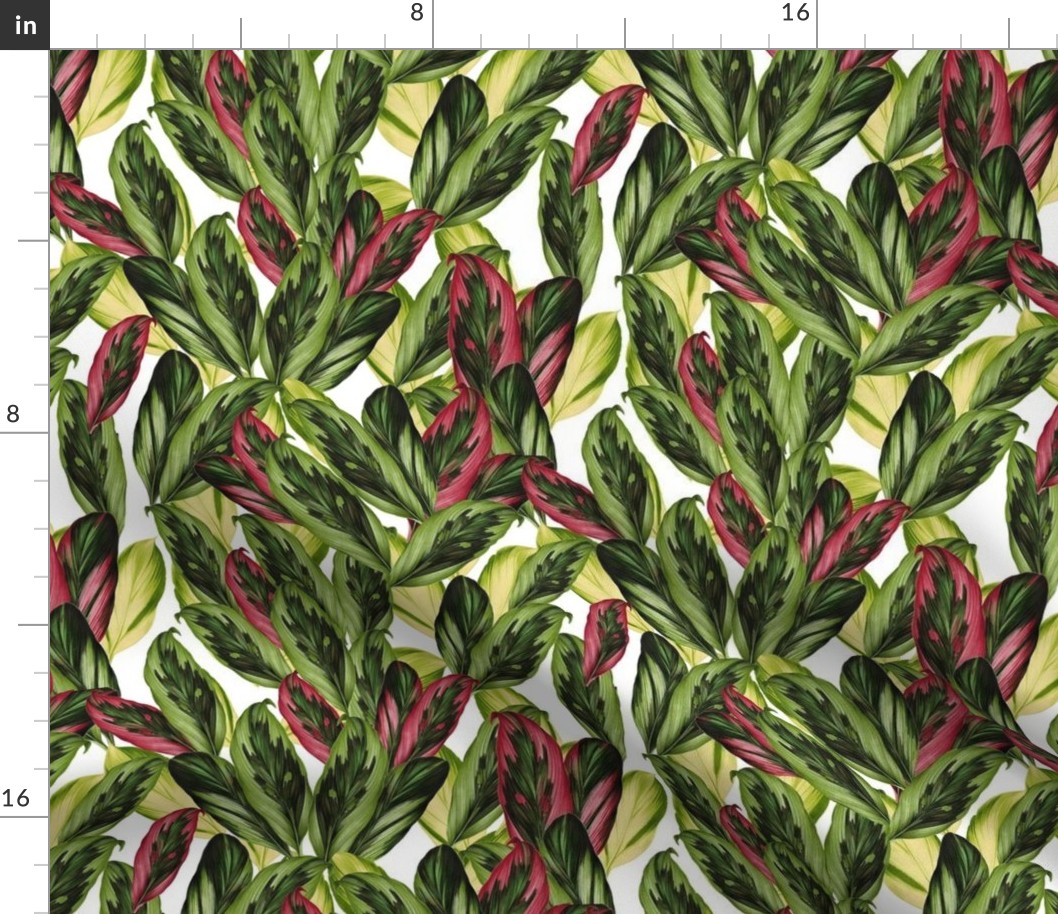 Calathea Leaves 8.99 x 10.85 inch