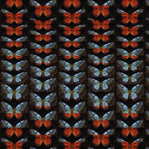 Dark Butterflies