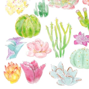 colorful succulent collection ink and watercolor 