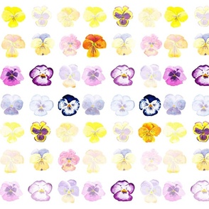 colorful pansy pattern watercolor