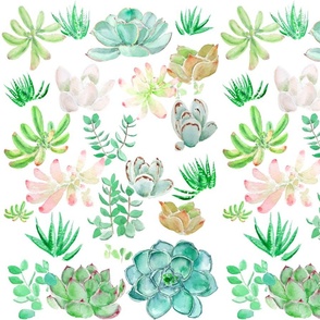 colorful botanical succulents watercolor collection 2020 