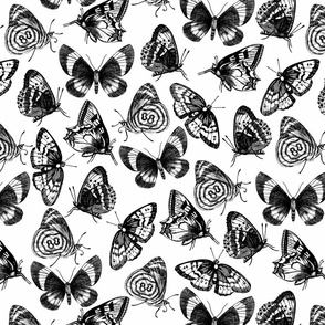 Butterflies Black and White - Medium Version