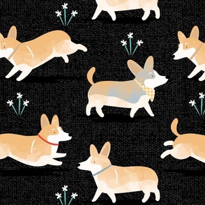 Corgis in the park black