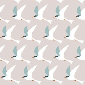 Terns - Neutral Background