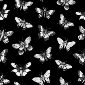 vintage moths on black 