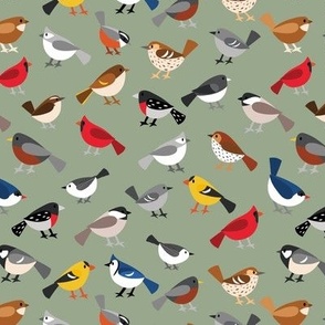 Busy Bird Feeder - popular North American song birds on a sage green background - small scale 