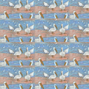 swimming pelicans