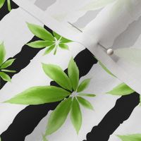 Ganja Cannabis Leaf Design  Green Black and White Stripes