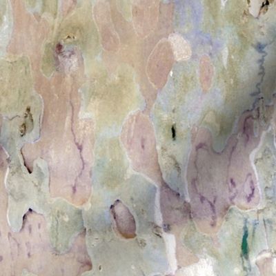 Tree Bark watercolor