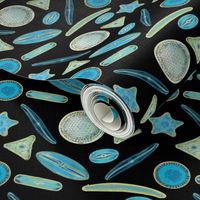 Diatoms