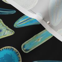 Diatoms