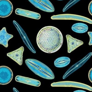 Diatoms