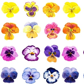 Colorful pansies collection watercolor painting 