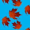 Blue_maple