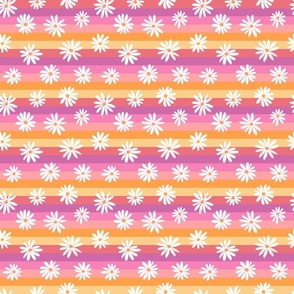 Rainbow Stripe Daisy Pinks - small scale