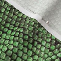 iguana skin green