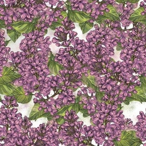 Spring popart lilac flower on white