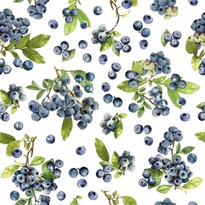 Watercolor blueberry berries colorful graphic on white