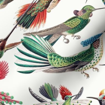 Ernst Haeckel 1899 - Hummingbirds - Trochilidae - Flying Antique Hand Painted Victorian Historical Reconstructed Birds - white