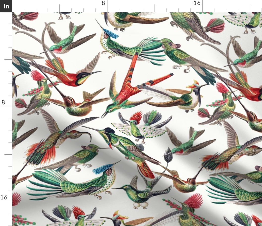 Ernst Haeckel 1899 - Hummingbirds - Trochilidae - Flying Antique Hand Painted Victorian Historical Reconstructed Birds - white