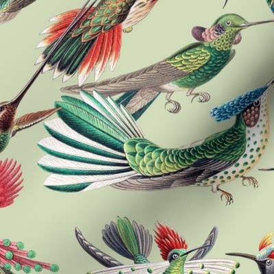 Ernst Haeckel 1899 - Hummingbirds - Trochilidae - Flying Antique Hand Painted Victorian Historical Reconstructed Birds - green 