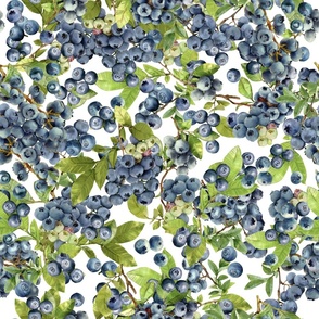 Watercolor blueberry graphic colorful berries on white