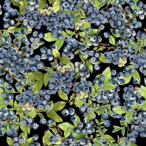 Watercolor blueberry berries colorful graphic on black