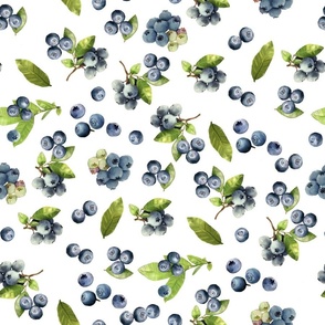 Watercolor blueberry berries colorful graphic simple on white