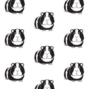 black and white polka dot guinea pigs