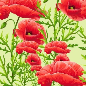 Poppy Flowers  medium