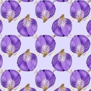 Iris petals fun / Watercolour 