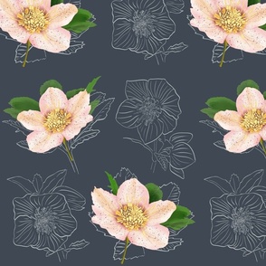 Christmas Rose / snow rose/ helleborus  sea mariner / midnight blue background - medium scale