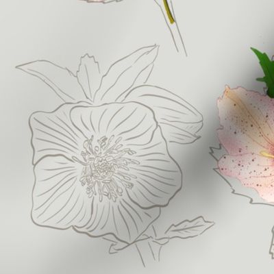 Christmas Rose / snow rose/ helleborus  silver / platinum background - medium scale