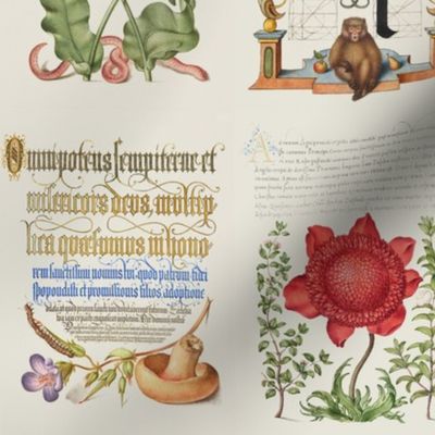 The Model Book of Calligraphy/ Mira Calligraphiae Monumenta Joris Hoefnagel from 16th century original 