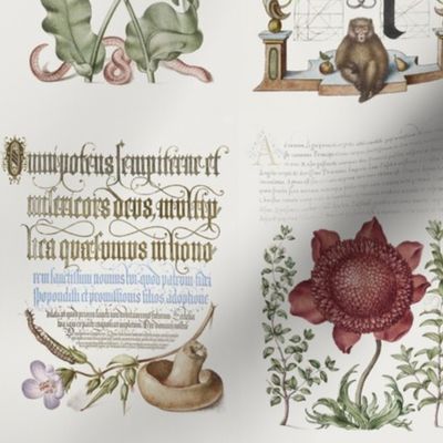 The Model Book of Calligraphy/ Mira Calligraphiae Monumenta Joris Hoefnagel from 16th century sepia light