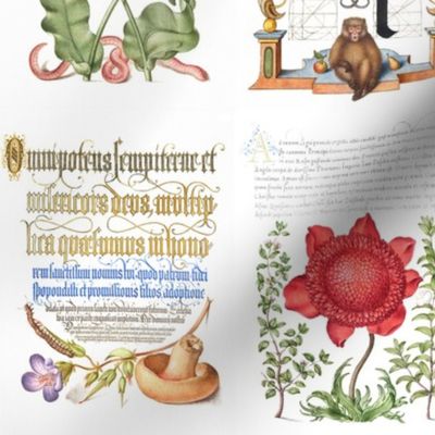 The Model Book of Calligraphy/ Mira Calligraphiae Monumenta Joris Hoefnagel from 16th century light