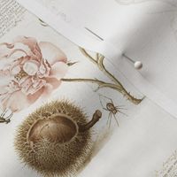 The Model Book of Calligraphy/ Mira Calligraphiae Monumenta Joris Hoefnagel pink Tulip - Rose and Carnation from 16th century soft sepia 