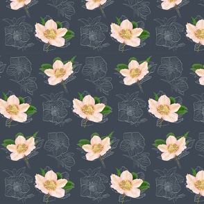 Christmas Rose / snow rose/ helleborus  sea mariner / midnight blue background - small scale