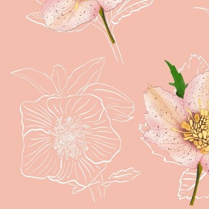 Christmas Rose / snow rose/ helleborus peach pink background - large scale