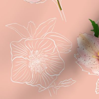 Christmas Rose / snow rose/ helleborus peach pink background - medium scale