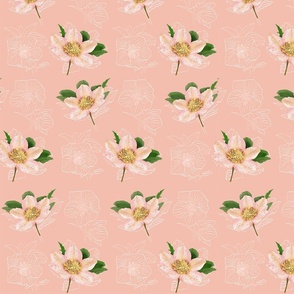 Christmas Rose / snow rose/ helleborus peach pink background - small scale