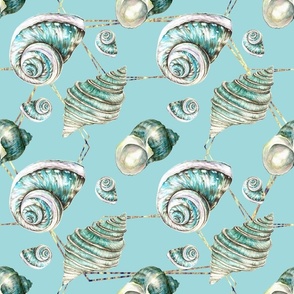 Seashells from Pacific Ocean / Watercolour 