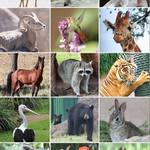 (15) Wildlife Animals and Birds Collage