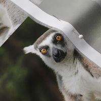 Lemur Wildlife Australia Photograph~ 5" Repeat