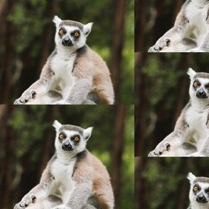 Lemur Wildlife Australia Photograph~ 5" Repeat